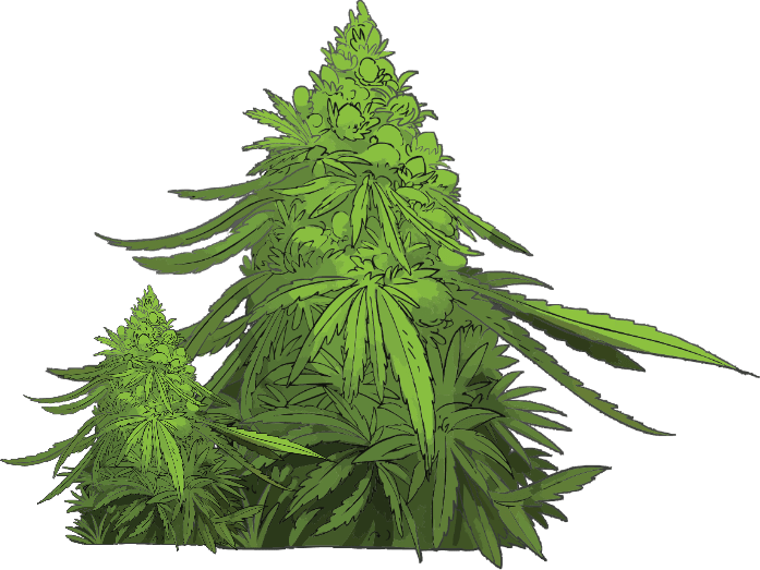 Licensed Dispensary Shop